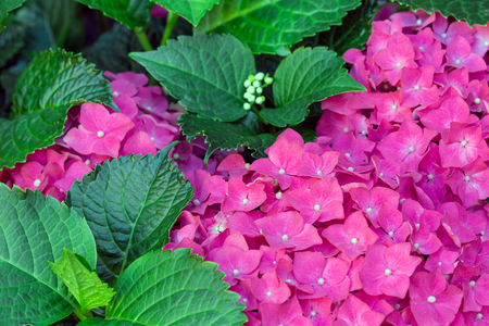 Colorful background of purple hortensia - hydrangea - and fresh green leaves