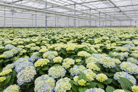 Dutch Greenhouse with cultivation of hydrangeaの写真素材
