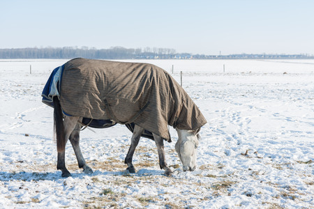 Dutch winter landscape with snowy field and horse covered with blanket searching for grass beneath the snowの写真素材
