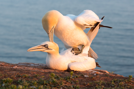 Mating Northern gannets in breeding colony at cliffs of Helgoland island, Germanyの写真素材
