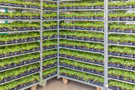 Emmeloord, The Netherlands - April 07: 2018: Greenhouse with racking system of flower bed plants in potsのeditorial素材