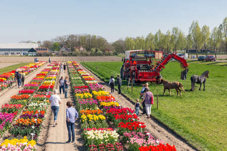 Creil, The Netherlands- April 19, 2019: People visiting a display garden with colorful tulipsのeditorial素材