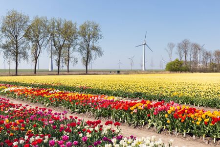 Colorful tulip fields with trees and wind turbines in the Netherlandsの写真素材
