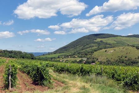 Rural landscape Hungary near Eger with fields, woodlands and vineyardsの写真素材
