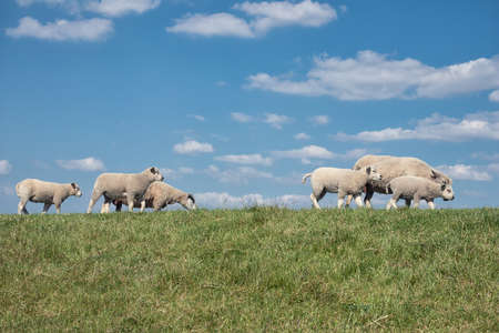 Dutch dike with flock of sheep and beautiful clouds skyの写真素材