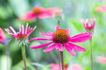 Purple Echinacea flower with blurred shallow depth background