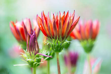 Red flowers Gazania with shallow depth backgroundの写真素材