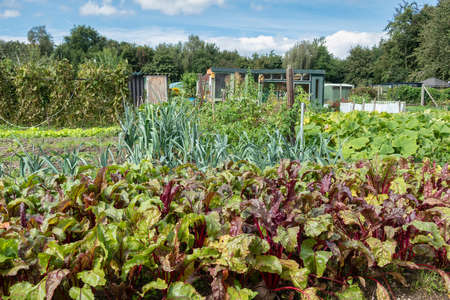 Dutch allotment garden in autumn with beetroof and leekの写真素材
