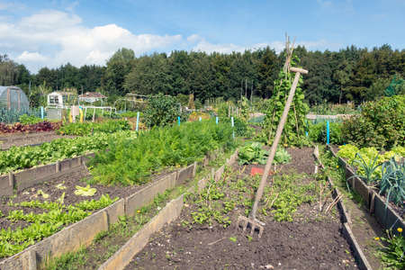 Dutch allotment garden in autumn with garden equipment, a part of the garden is already harvestedの写真素材