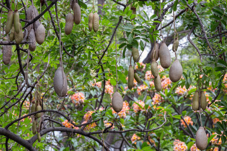 Tree fruits kigelia africana in Jardim Municipal de Funchal, Madeira island, Portugal