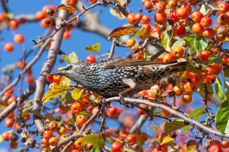 Starling eats fruits hidden in an apple treeの写真素材