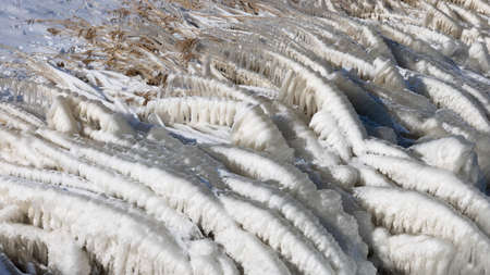 Dutch breakwater with reed border covered by snow and ice in wintertimeの写真素材