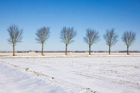 Dutch agricultural landscape with country road and trees covered by white snowの写真素材