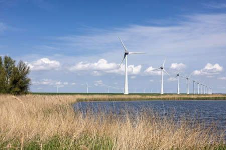 Dutch national park with canebrake, lake and wind turbines