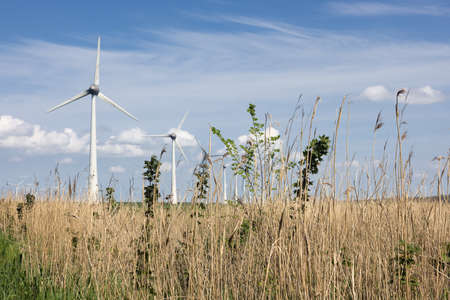 Dutch national park with canebrake, lake and wind turbines