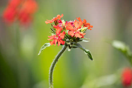 Focus stack detail of lychnis chalcedonica flower with blurred background