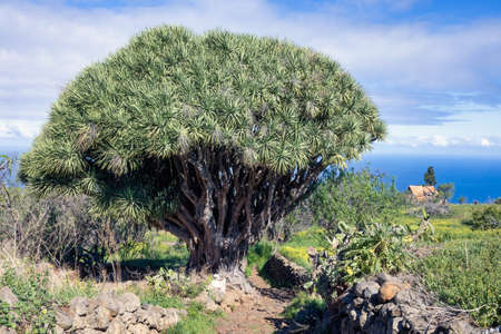 Dragon Tree at La Palma, Canary Islands of Spainの写真素材