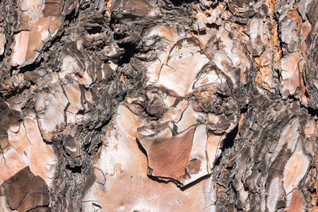 Cortex of an age-old pine, texture with face old man