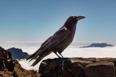 Crow at top Roque de los Muchachos viewpoint, La Palmaの写真素材