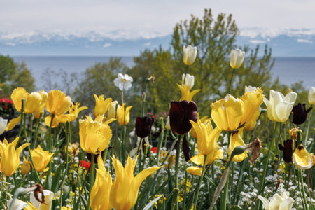 Yellow and white tulips at Mainau Lake Constanceの写真素材