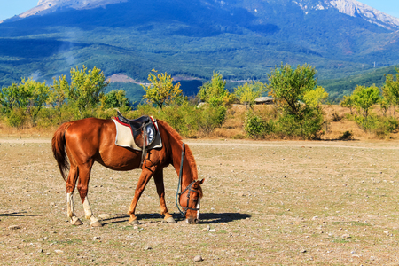 Horse grazing on a background of bushes and mountainsの写真素材