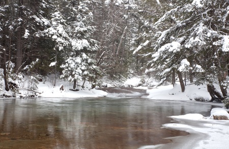 Gold and greenish river bottom showing through crystal clear water.  Freshly fallen snow on pine trees in the White Mountains of New Hampshire.  Horizontal orientation.の写真素材