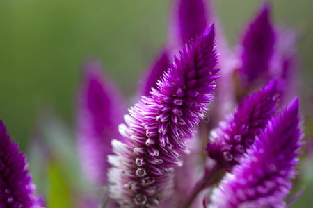 Close-up of purple cockscomb flowers against a green background--horizontalの写真素材