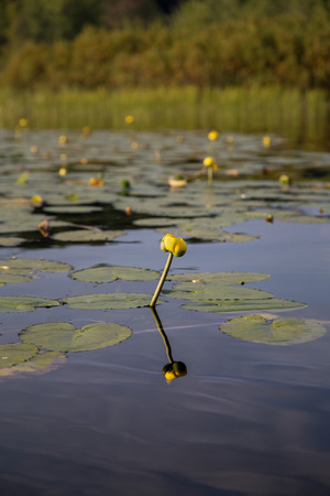 Water lily with yellow flower-vertical orientationの写真素材