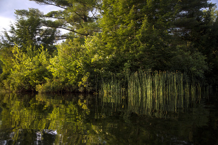 Reeds and trees highlighted by sun and reflected in calm riverの写真素材