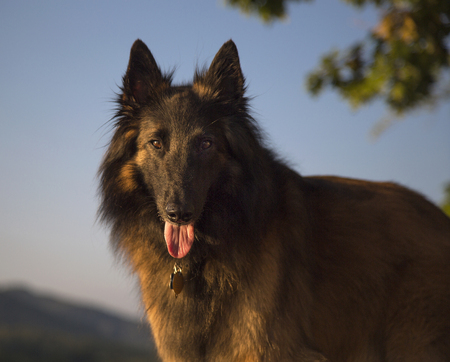 Belgian Tervuren dog on dock at lakeの写真素材