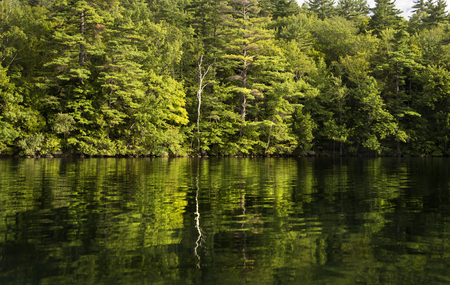 Evergreens and a birch reflected in the calm water of Squam Lake, NHの写真素材