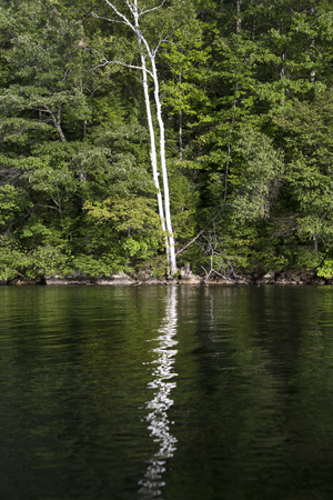 Two white birch trees reflected in ro[[;ed water of Squam Lake, New Hampshireの写真素材