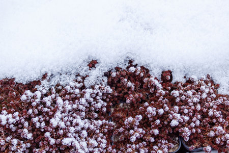 Red sedum covered with white snow