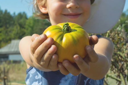 Beautiful child keeps a yellow tomato in hands.の写真素材