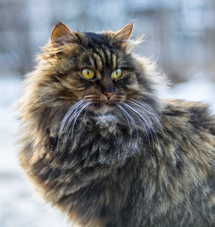 Fluffy gray cat close look at the surrounding area in search of prey.の写真素材
