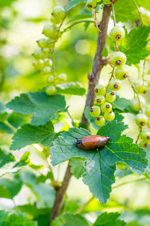 Snail on a currant bush leaf.の写真素材
