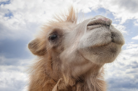 Head of a camel on a background of a sky with clouds.の写真素材