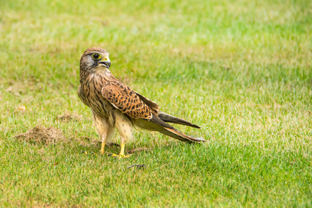 Falcon standing on the green grass.