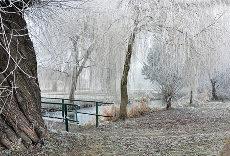 Trees and bushes by the river in winter.の写真素材