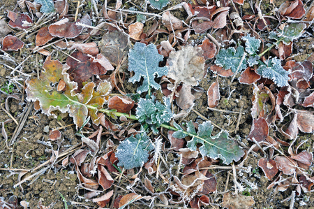 Green and brown leaves in winter in the ground field.の写真素材
