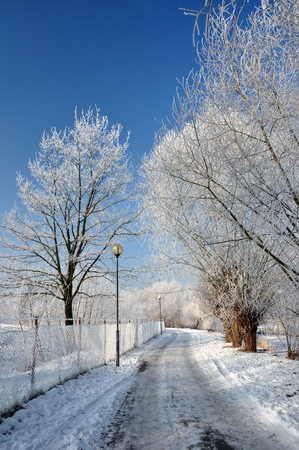 Snowy path with trees and electric lamps.の写真素材