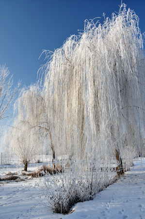 Snow covered trees by the creek with.a bridge.の写真素材