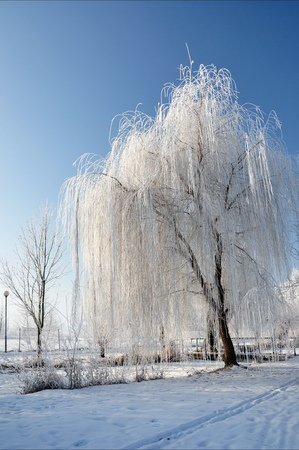 Hoarfrost on branches of trees and shrubsの写真素材