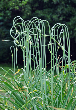 Tips of garlic during vegetation in June.の写真素材
