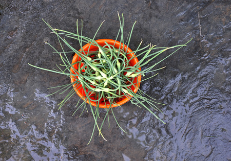Clipped peaks fresh garlic - Allium sativum.の写真素材