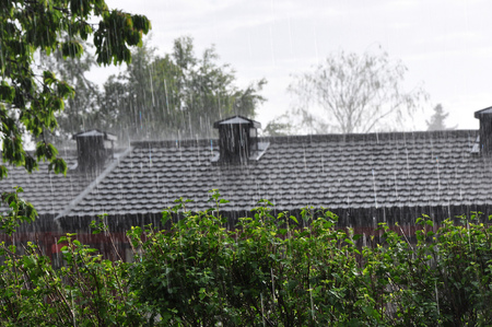 Summer dense rain in the afternoon in the park.の写真素材