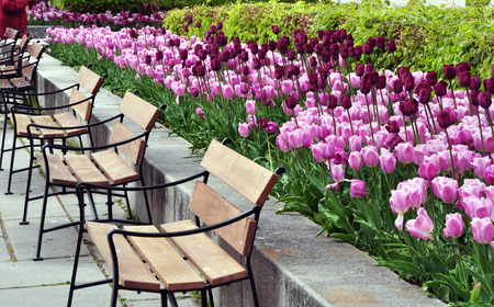 Purple tulips in a park with many benches.の写真素材
