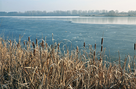 Partially frozen lake with dry grasses on the shore.の写真素材