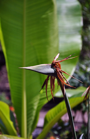 Withered flower Strelitzia reginae front of a green leaf.の写真素材