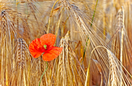 Blooming red poppy in the field between ripe barley.の写真素材